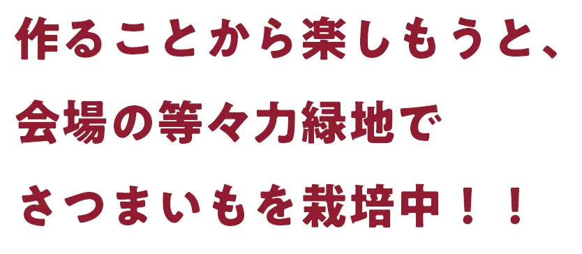 作ることから楽しもうと、会場の等々力緑地でさつまいもを栽培中！！