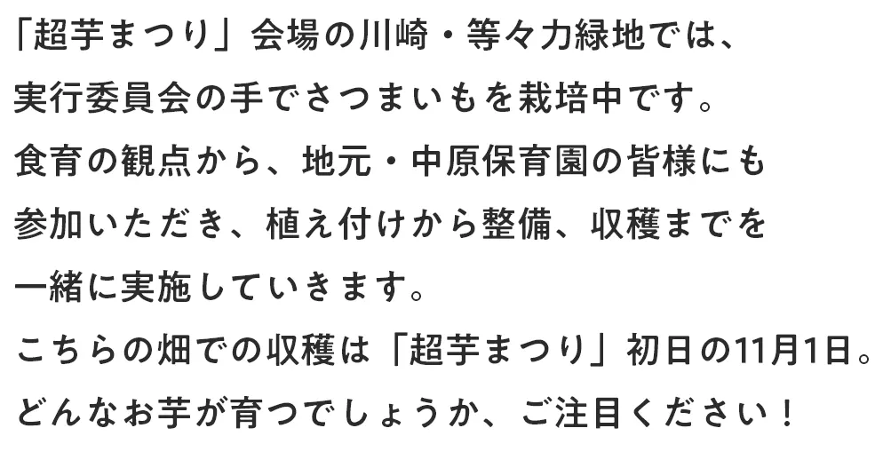 「超芋まつり」会場の川崎・等々力緑地では、実行委員会の手でさつまいもを栽培中です。食育の観点から、地元・中原保育園の皆様にも参加いただき、植え付けから整備、収穫までを一緒に実施していきます。こちらの畑での収穫は「超芋まつり」初日の11月1日。どんなお芋が育つでしょうか、ご注目ください！