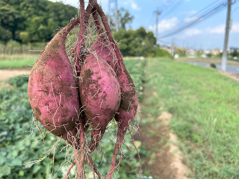 「超芋まつり」オープニングセレモニー、開催します！